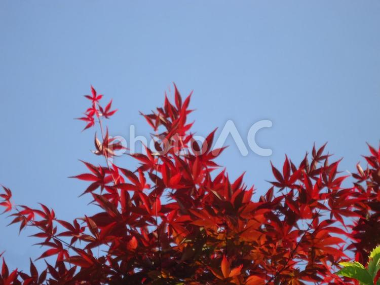 もみじ　カエデ　紅葉　楓 かえで,しょくぶつ,もみじの写真素材