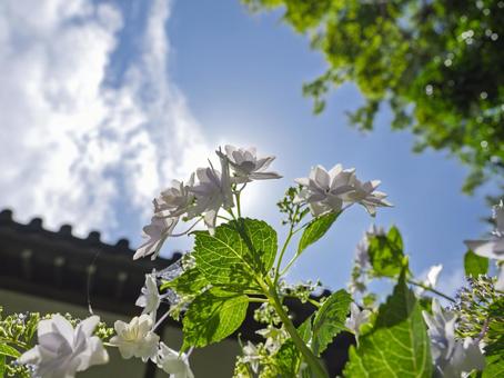 満開の紫陽花 満開の紫陽花 紫陽花,青空,葉の写真素材