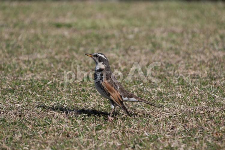 ツグミさんが綺麗に撮れています ツグミ,野鳥,立つの写真素材