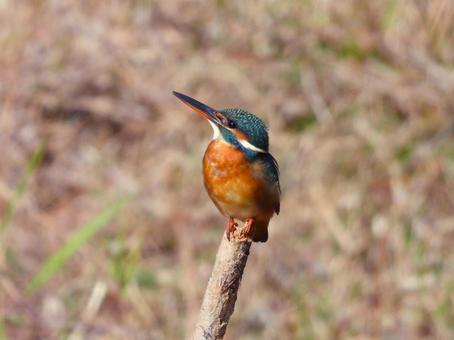 棒の上から上空を見上げるカワセミの写真