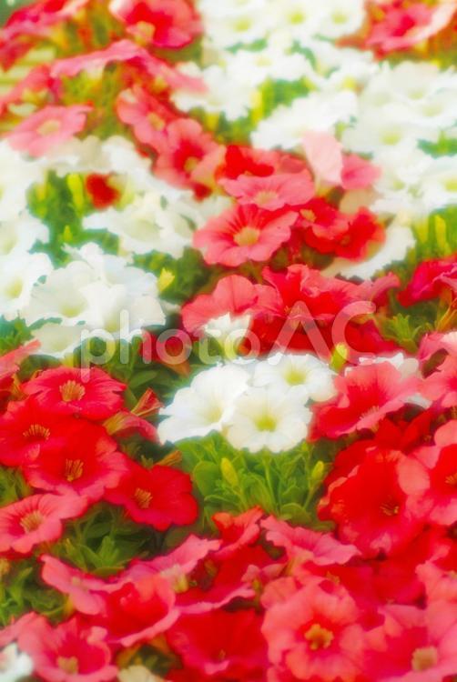 春の花壇_ソフトフォーカス_イメージ 花,バックグラウンド,背景の写真素材