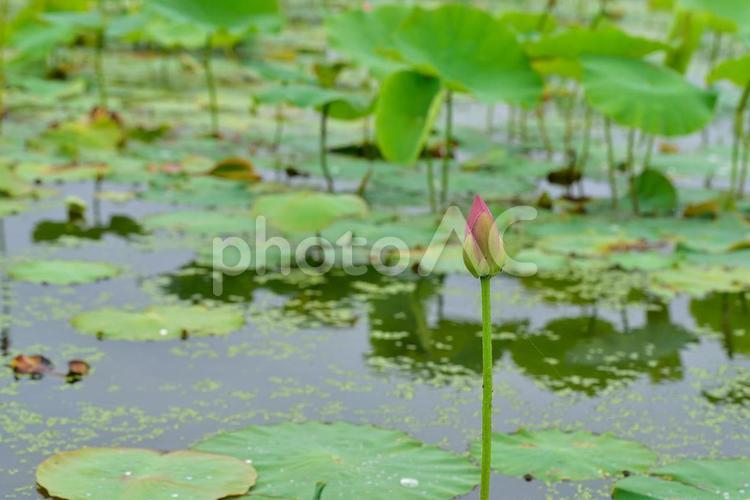ハスの葉 ハス,蓮,水生の写真素材