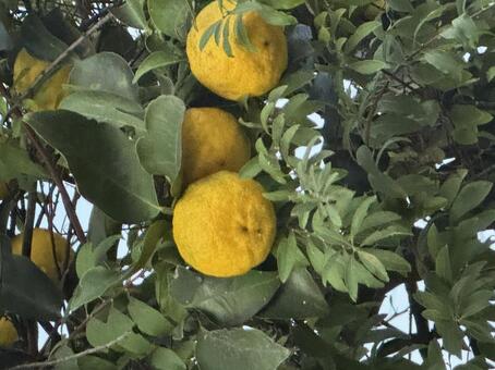 柚子 柚子,ゆず,初冬の写真素材