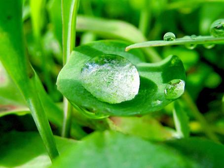 水滴と緑の葉の風景 水滴と緑の葉の風景 水滴,しずく,雨の写真素材
