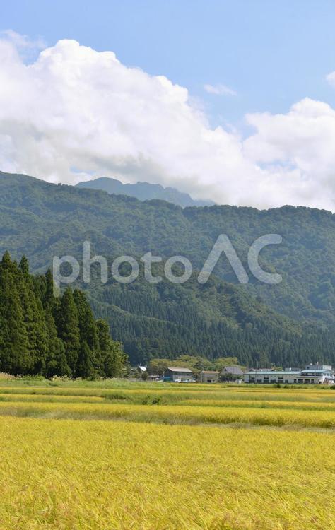秋の八海山と稲穂（南魚沼市大崎地区）03 八海山,秋,稲穂の写真素材