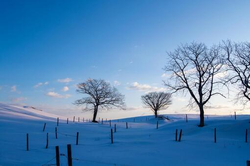 朝光が描く静寂の丘と冬の樹々 雪原,朝日,丘陵の写真素材