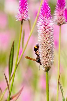 スズバチ⑶ スズバチ⑶の写真