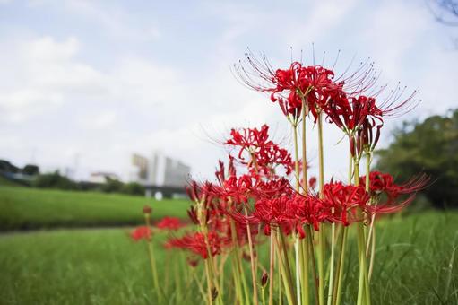 彼岸花 彼岸花 彼岸花,ヒガンバナ,花の写真素材