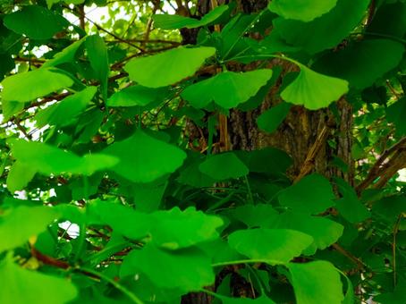 新緑の銀杏の写真