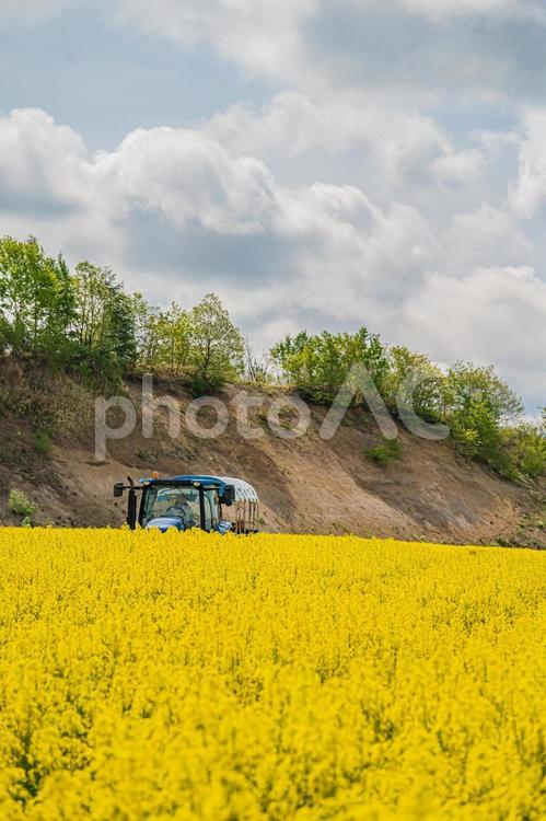 北海道　安平町の菜の花畑 北海道,hokkaido,安平の写真素材