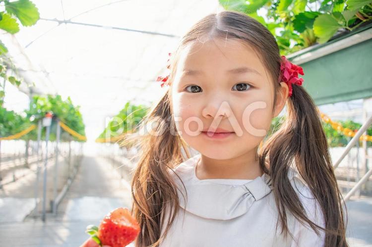 いちご狩りをする子供 いちご狩り,いちご,子供の写真素材