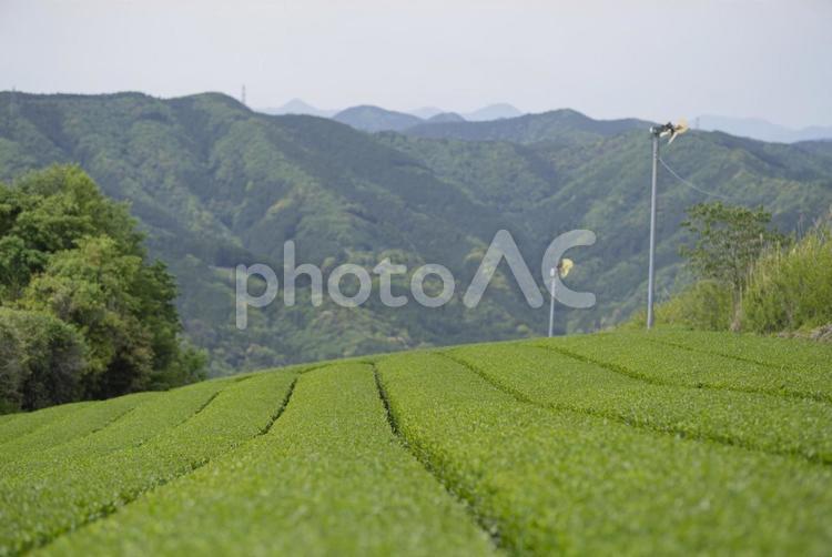 静岡県島田市の茶畑 茶畑,川根町,島田市の写真素材