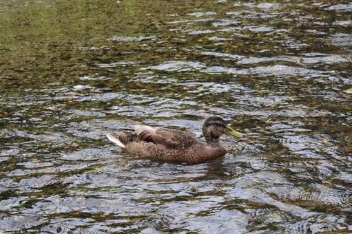 川の水面を泳ぐカモ 川の水面を泳ぐカモの写真