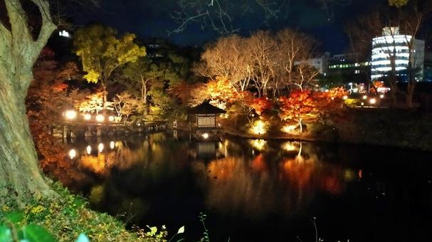 和歌山城紅葉渓庭園の池の夜景 和歌山城紅葉渓庭園の池の夜景 ライトアップ,夜景,紅葉の写真素材