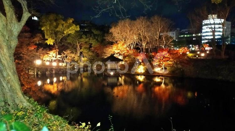 和歌山城紅葉渓庭園の池の夜景 ライトアップ,夜景,紅葉の写真素材