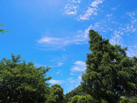 森と夏空 森と夏空 夏空,空,青い空の写真素材