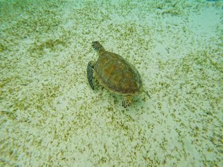 海亀 海亀 海,亀,魚類の写真素材