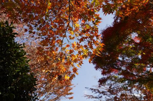 日中の相模湖公園のモミジ 日中,昼間,晴天の写真素材