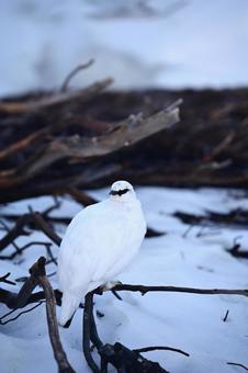 ライチョウの写真