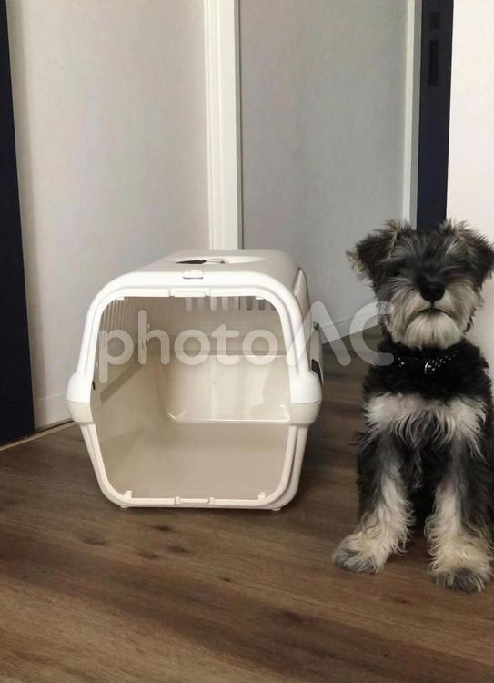 我が家のアイドル犬　小屋に入りません。 ミニチュアシュナウザー,シュナウザー,犬の写真素材