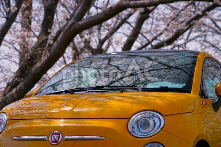 イタ車のフロントガラスに映る桜 木陰,車,イタリア車の写真素材
