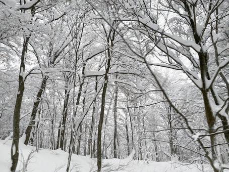 雪が積もった森 雪が積もった森 冬,風景,自然の写真素材