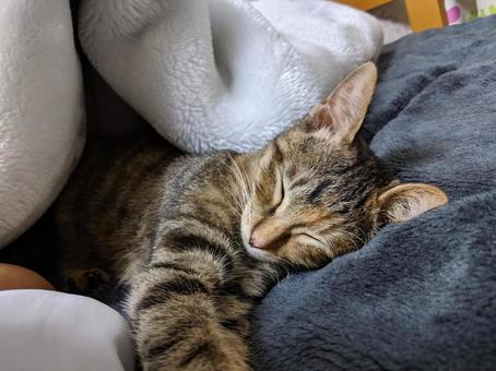 布団で眠る子猫 布団で眠る子猫の写真