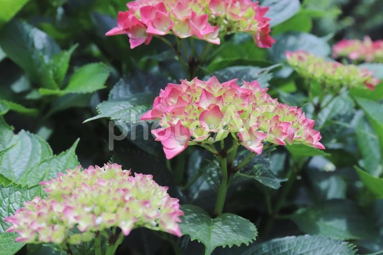 赤いアジサイの花（色づき始め） あじさい,アジサイ,花の写真素材