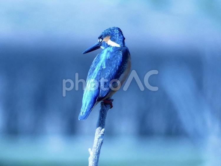 枝の先端にとまるカワセミ 鳥,野鳥,カワセミの写真素材