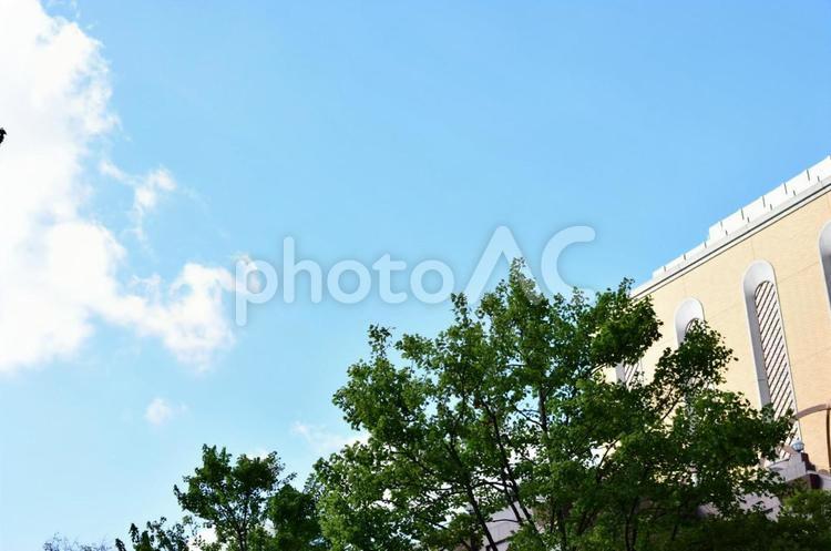 空と木 自然,風景,空の写真素材