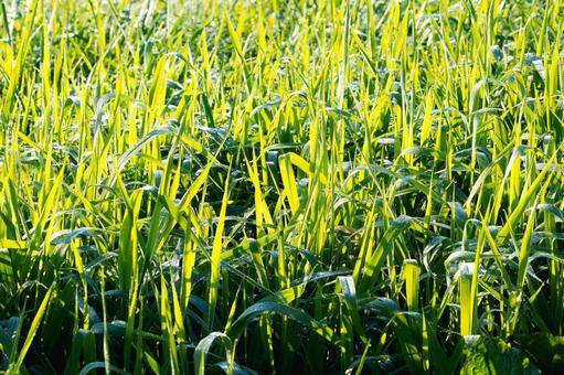 朝露に輝く瑞々しい緑の草のクローズアップ 水滴,露,朝露の写真素材