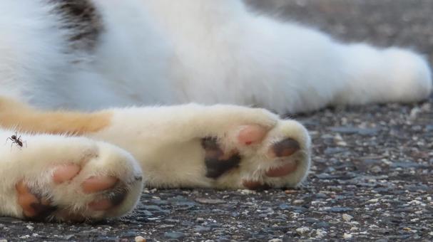 ぷにぷにで可愛いもふもふな三毛猫の肉球 ぷにぷにで可愛いもふもふな三毛猫の肉球の写真