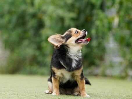 ドッグランのワンコ ドッグランのワンコ 犬,ワンコ,dogの写真素材