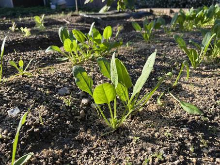 野菜づくりの畑 野菜づくりの畑 ほうれん草,野菜,葉菜の写真素材
