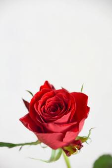 赤い薔薇 赤い薔薇の写真