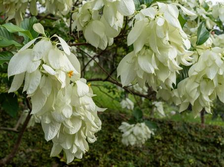 コンロンカは黄色い星型のお花 コンロンカは黄色い星型のお花 コンロンカ,お花,白の写真素材