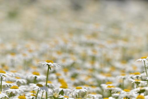 chamomile, JPG