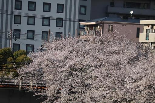 桜 桜の写真