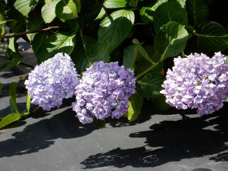 [Flower photo] Hydrangea flower, JPG