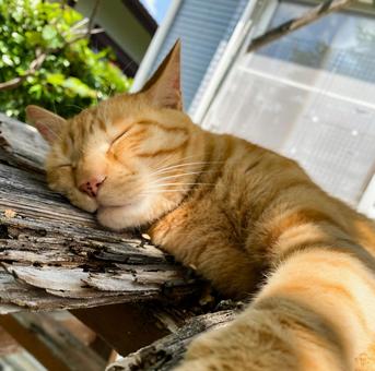 猫の昼寝② 猫の昼寝② 猫,ねこ,茶トラの写真素材