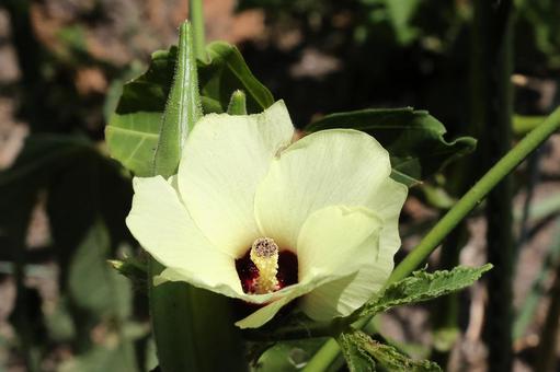 オクラの花の写真