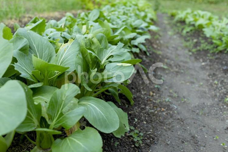 ちんげん菜畑 3517 青梗菜,ちんげんさい,畑の写真素材