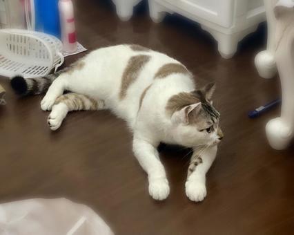 フローリングで寝そべるシャム系猫さん 猫,シャムトラ,微睡むの写真素材