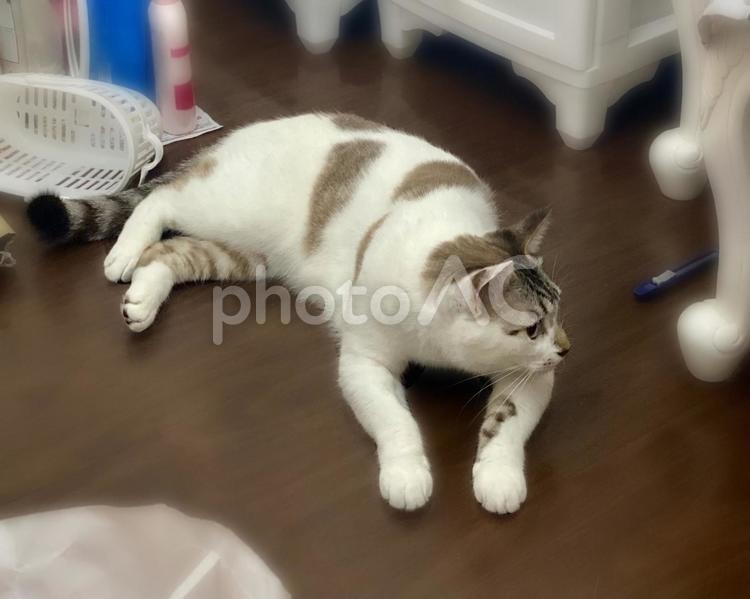 フローリングで寝そべるシャム系猫さん 猫,シャムトラ,微睡むの写真素材