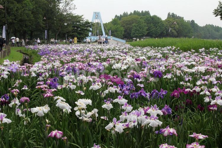 ハナショウブ・花菖蒲の咲く風景 ハナショウブ,初夏,優美な花形の写真素材