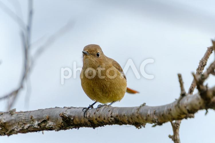 枝にとまるジョウビタキのメス ジョウビタキ,メス,鳥の写真素材