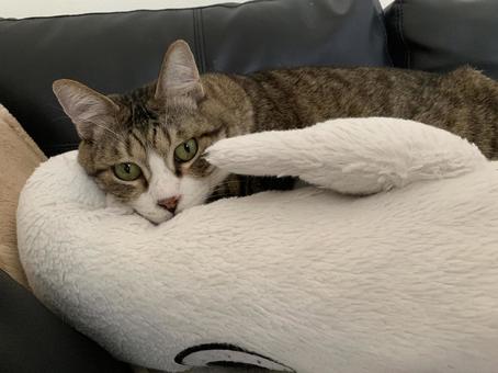 猫 猫の写真