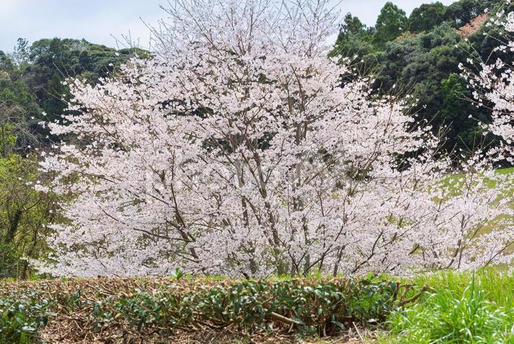 山裾に広がる美しい桜並木 桜並木,桜,sakuraの写真素材