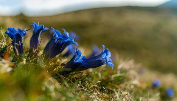 秋の花 リンドウ 秋の花 リンドウの写真