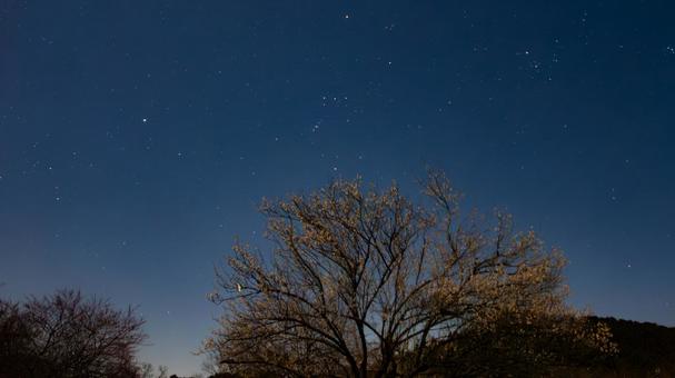 梅の木の上に瞬くオリオン座 梅の木の上に瞬くオリオン座 夜空,星座,オリオン座の写真素材